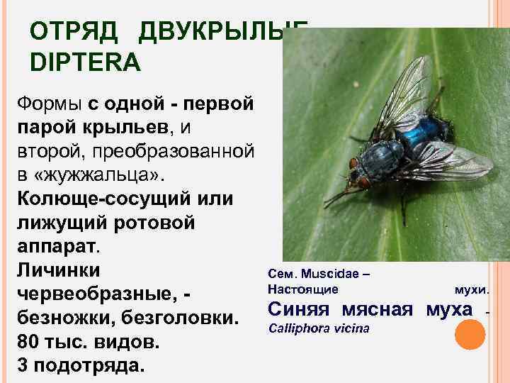 ОТРЯД ДВУКРЫЛЫЕ – DIPTERA Формы с одной - первой парой крыльев, и второй, преобразованной