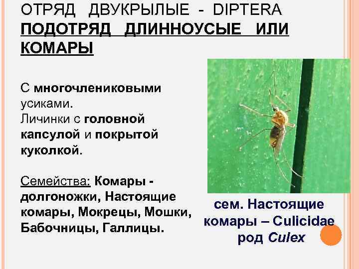 ОТРЯД ДВУКРЫЛЫЕ - DIPTERA ПОДОТРЯД ДЛИННОУСЫЕ ИЛИ КОМАРЫ С многочлениковыми усиками. Личинки с головной