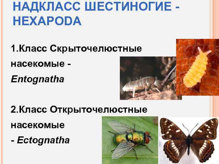 НАДКЛАСС ШЕСТИНОГИЕ HEXAPODA 1. Класс Скрыточелюстные насекомые Entognatha 2. Класс Открыточелюстные насекомые - Ectognatha