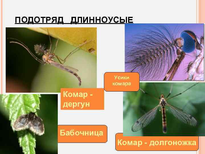 ПОДОТРЯД ДЛИННОУСЫЕ Усики комара Комар дергун Бабочница Комар - долгоножка 