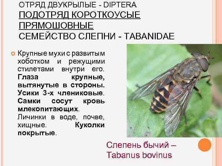 ОТРЯД ДВУКРЫЛЫЕ - DIPTERA ПОДОТРЯД КОРОТКОУСЫЕ ПРЯМОШОВНЫЕ СЕМЕЙСТВО СЛЕПНИ - TABANIDAE Крупные мухи с