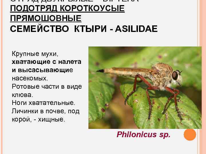 ОТРЯД ДВУКРЫЛЫЕ – DIPTERA ПОДОТРЯД КОРОТКОУСЫЕ ПРЯМОШОВНЫЕ СЕМЕЙСТВО КТЫРИ - ASILIDAE Крупные мухи, хватающие