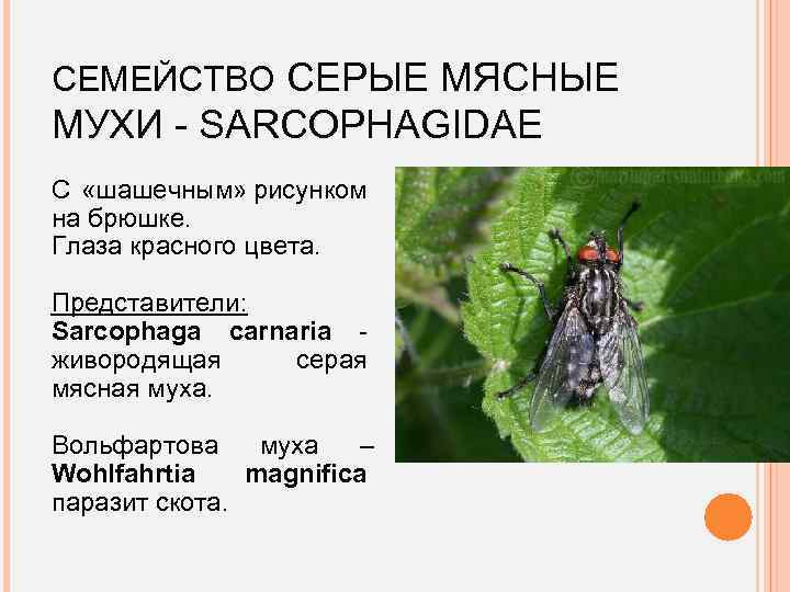 СЕМЕЙСТВО СЕРЫЕ МЯСНЫЕ МУХИ - SARCOPHAGIDAE С «шашечным» рисунком на брюшке. Глаза красного цвета.