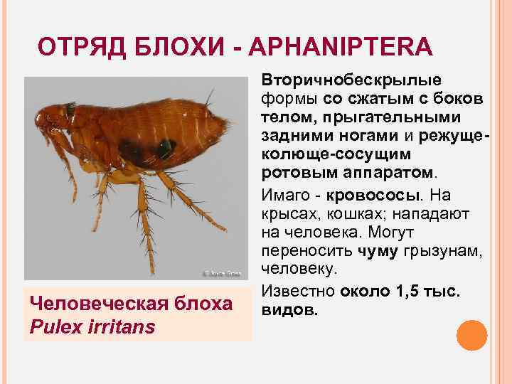 ОТРЯД БЛОХИ - APHANIPTERA Человеческая блоха Pulex irritans Вторичнобескрылые формы со сжатым с боков