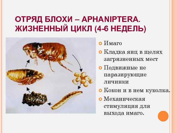 ОТРЯД БЛОХИ – APHANIPTERA. ЖИЗНЕННЫЙ ЦИКЛ (4 -6 НЕДЕЛЬ) Имаго Кладка яиц в щелях