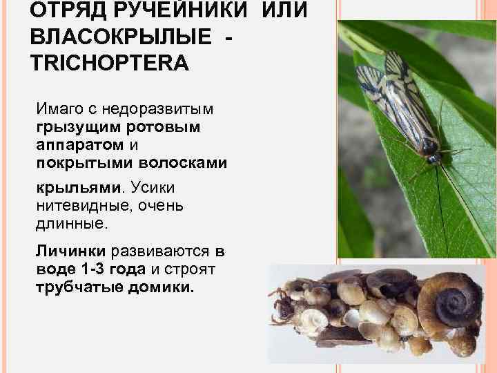 ОТРЯД РУЧЕЙНИКИ ИЛИ ВЛАСОКРЫЛЫЕ TRICHOPTERA Имаго с недоразвитым грызущим ротовым аппаратом и покрытыми волосками