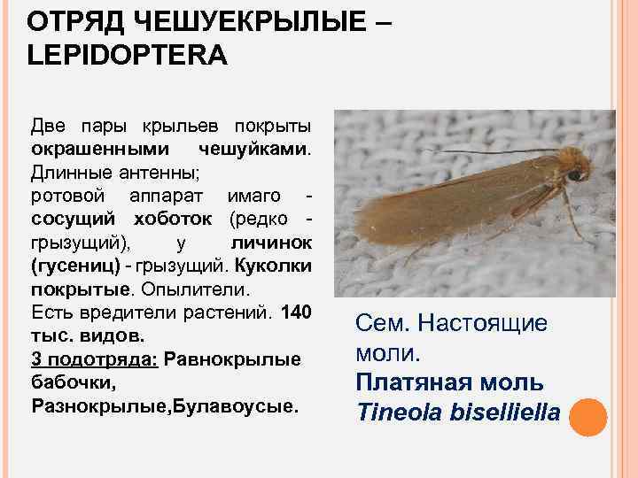 ОТРЯД ЧЕШУЕКРЫЛЫЕ – LEPIDOPTERA Две пары крыльев покрыты окрашенными чешуйками. Длинные антенны; ротовой аппарат