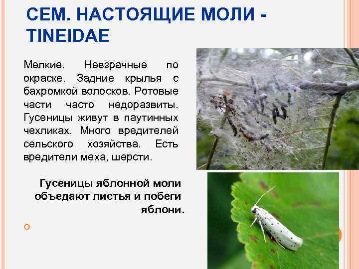 СЕМ. НАСТОЯЩИЕ МОЛИ TINEIDAE Мелкие. Невзрачные по окраске. Задние крылья с бахромкой волосков. Ротовые