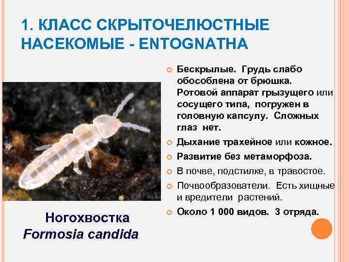 1. КЛАСС СКРЫТОЧЕЛЮСТНЫЕ НАСЕКОМЫЕ - ENTOGNATHA Ногохвостка Formosia candida Бескрылые. Грудь слабо обособлена от