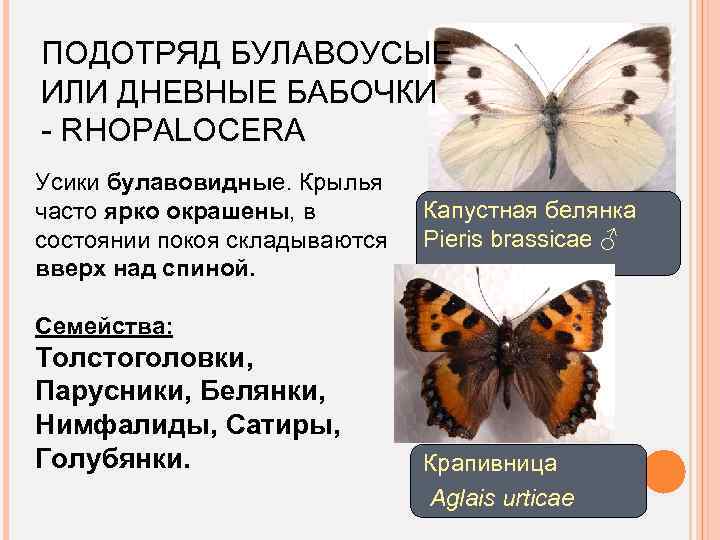 ПОДОТРЯД БУЛАВОУСЫЕ ИЛИ ДНЕВНЫЕ БАБОЧКИ - RHOPALOCERA Усики булавовидные. Крылья часто ярко окрашены, в