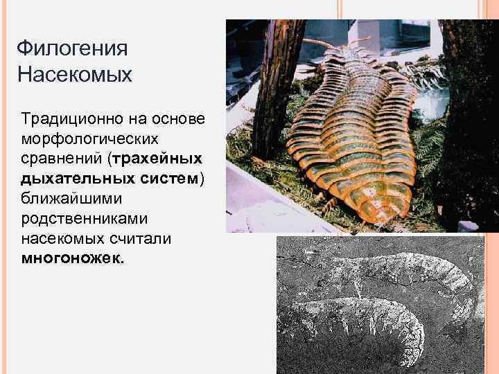 Традиционно на основе морфологических сравнений (трахейных дыхательных систем) ближайшими родственниками насекомых считали многоножек. ФИЛОГЕНИЯ