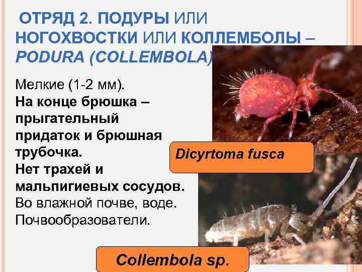 ОТРЯД 2. ПОДУРЫ ИЛИ НОГОХВОСТКИ ИЛИ КОЛЛЕМБОЛЫ – PODURA (COLLEMBOLA) Мелкие (1 -2 мм).