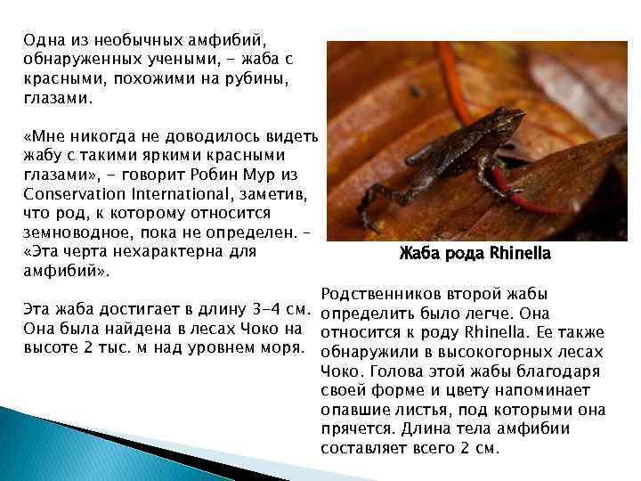 Одна из необычных амфибий, обнаруженных учеными, - жаба с красными, похожими на рубины, глазами.