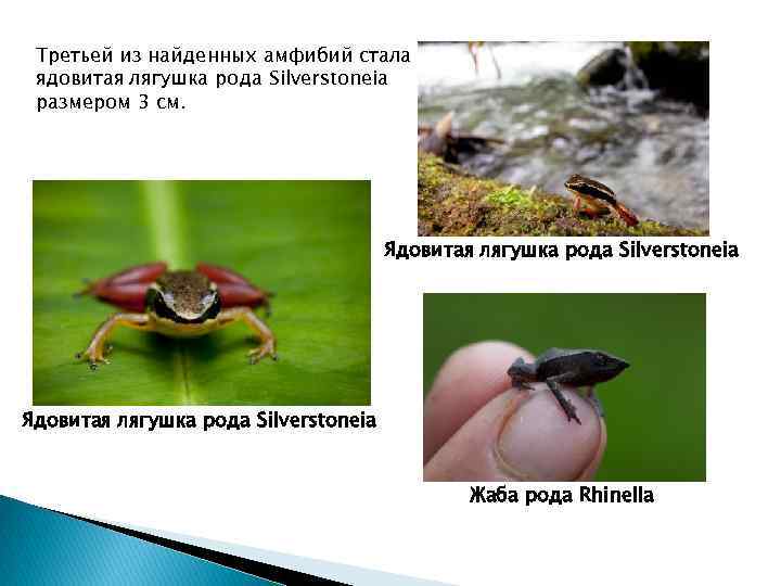 Третьей из найденных амфибий стала ядовитая лягушка рода Silverstoneia размером 3 см. Ядовитая лягушка