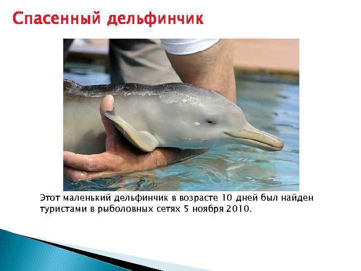 Спасенный дельфинчик Этот маленький дельфинчик в возрасте 10 дней был найден туристами в рыболовных