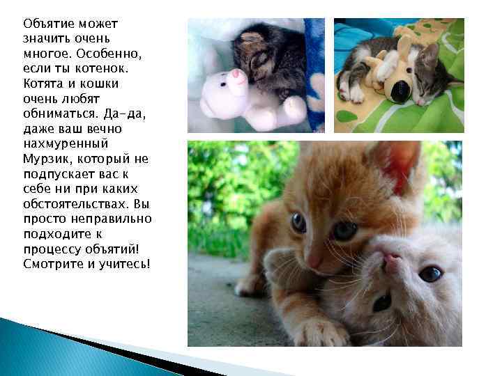 Объятие может значить очень многое. Особенно, если ты котенок. Котята и кошки очень любят