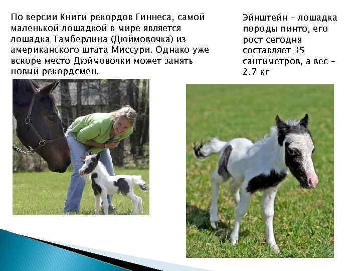 По версии Книги рекордов Гиннеса, самой маленькой лошадкой в мире является лошадка Тамберлина (Дюймовочка)