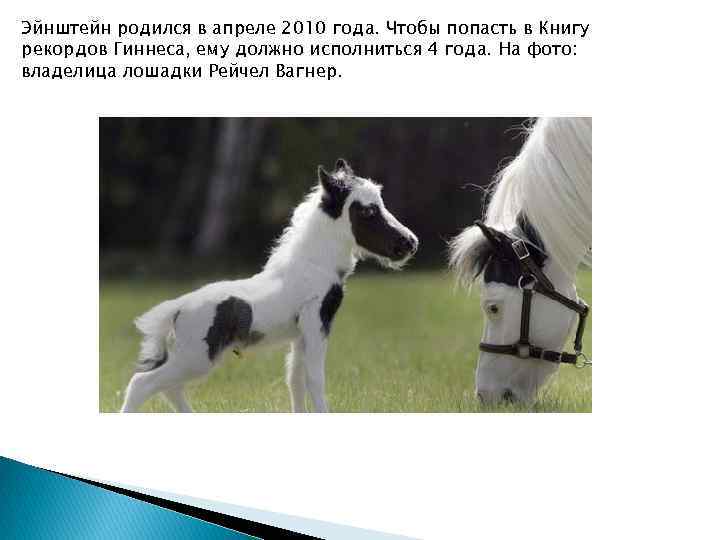 Эйнштейн родился в апреле 2010 года. Чтобы попасть в Книгу рекордов Гиннеса, ему должно