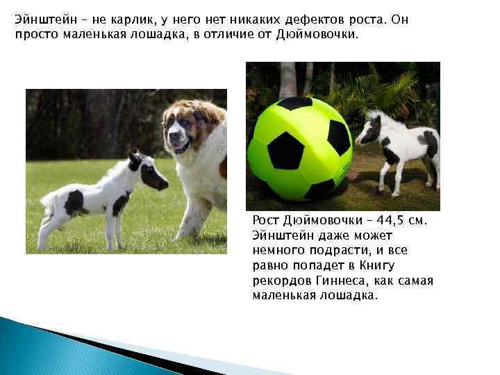 Эйнштейн – не карлик, у него нет никаких дефектов роста. Он просто маленькая лошадка,