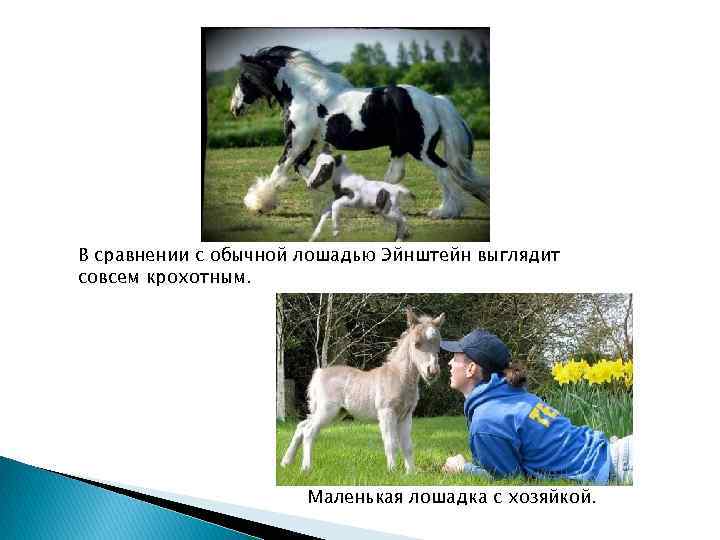 В сравнении с обычной лошадью Эйнштейн выглядит совсем крохотным. Маленькая лошадка с хозяйкой. 