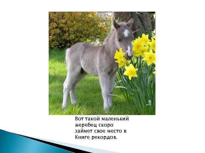 Вот такой маленький жеребец скоро займет свое место в Книге рекордов. 