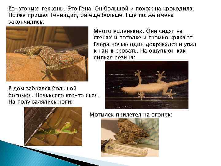 Во-вторых, гекконы. Это Гена. Он большой и похож на крокодила. Позже пришел Геннадий, он