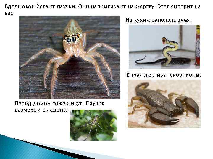 Вдоль окон бегают паучки. Они напрыгивают на жертву. Этот смотрит на вас: На кухню