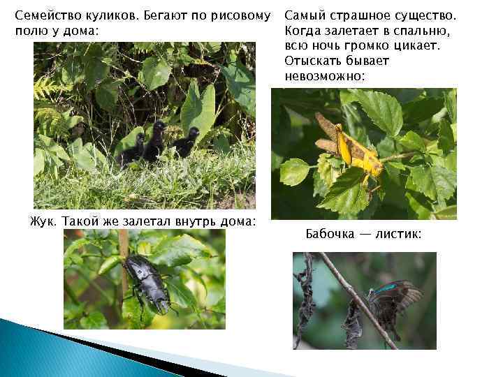 Семейство куликов. Бегают по рисовому полю у дома: Жук. Такой же залетал внутрь дома: