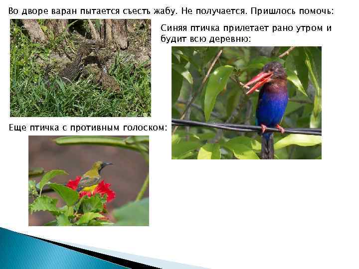 Во дворе варан пытается съесть жабу. Не получается. Пришлось помочь: Синяя птичка прилетает рано