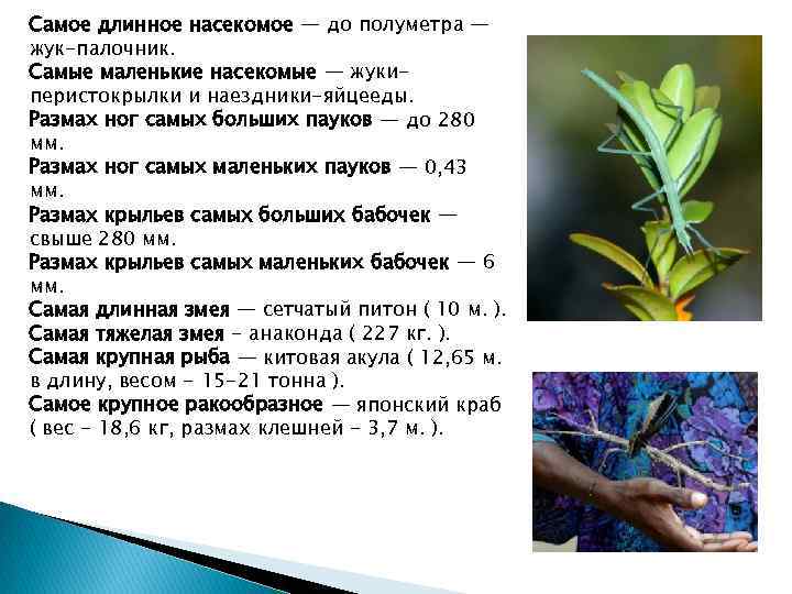 Самое длинное насекомое — до полуметра — жук-палочник. Самые маленькие насекомые — жукиперистокрылки и