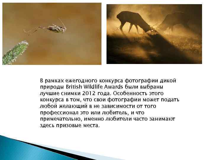 В рамках ежегодного конкурса фотографии дикой природы British Wildlife Awards были выбраны лучшие снимки