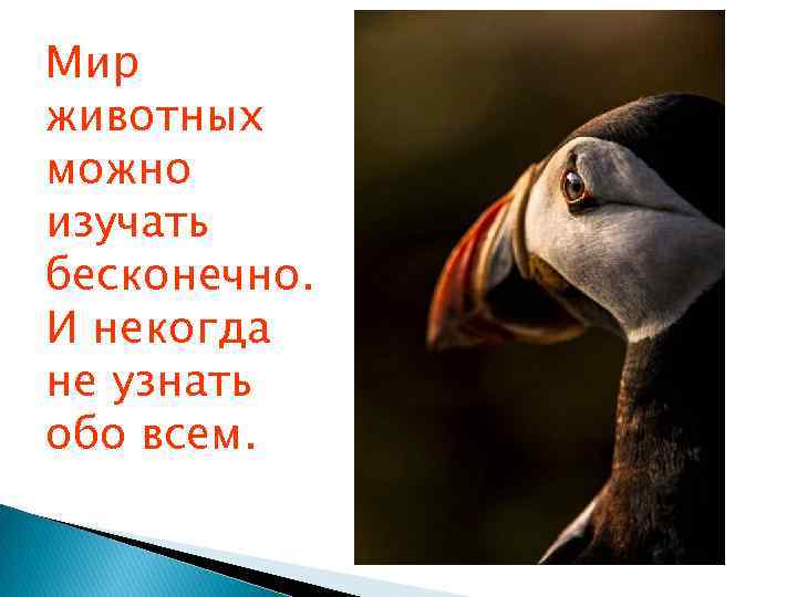 Мир животных можно изучать бесконечно. И некогда не узнать обо всем. 