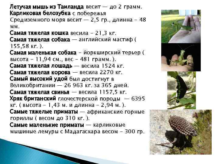 Летучая мышь из Таиланда весит — до 2 грамм. Карликовая белозубка с побережья Средиземного