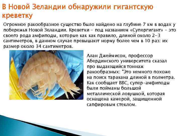 В Новой Зеландии обнаружили гигантскую креветку Огромное ракообразное существо было найдено на глубине 7