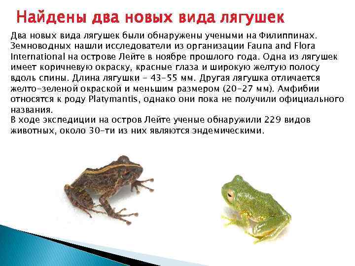 Найдены два новых вида лягушек Два новых вида лягушек были обнаружены учеными на Филиппинах.