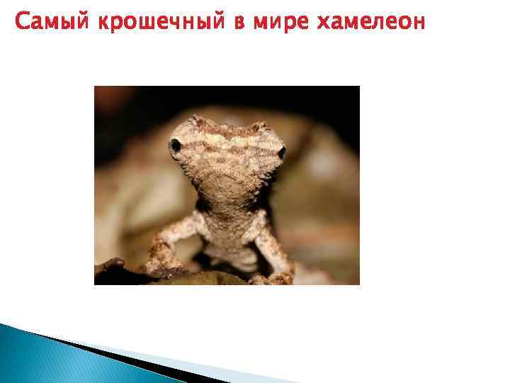 Самый крошечный в мире хамелеон 