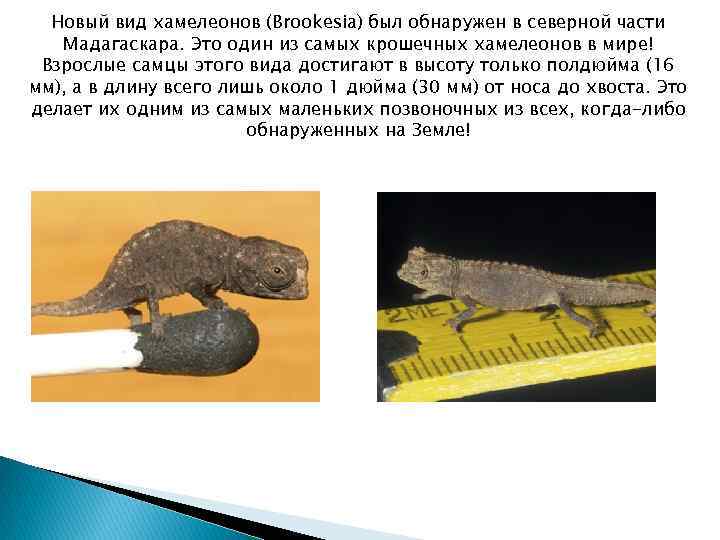 Новый вид хамелеонов (Brookesia) был обнаружен в северной части Мадагаскара. Это один из самых