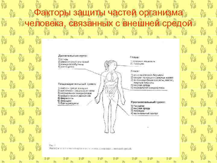 Факторы защиты частей организма человека, связанных с внешней средой 