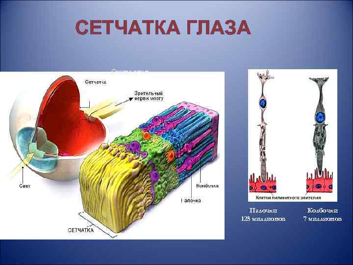 СЕТЧАТКА ГЛАЗА Слепое пятно Палочки 125 миллионов Колбочки 7 миллионов 