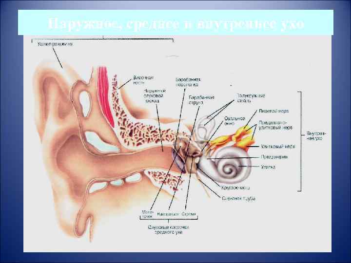 Наружное, среднее и внутреннее ухо 