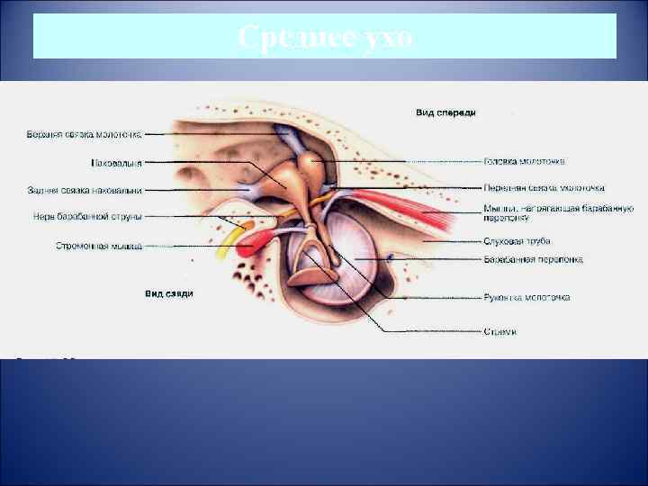 Среднее ухо 