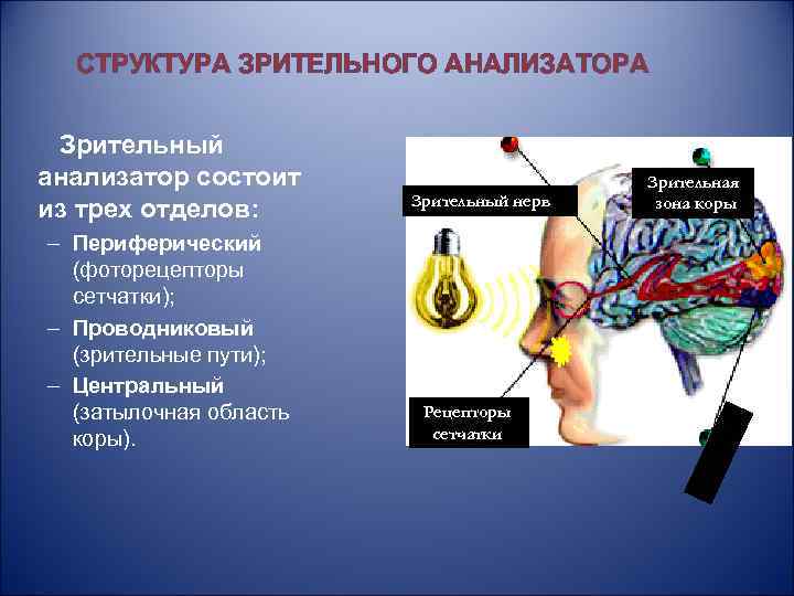 СТРУКТУРА ЗРИТЕЛЬНОГО АНАЛИЗАТОРА Зрительный анализатор состоит из трех отделов: – Периферический (фоторецепторы сетчатки); –