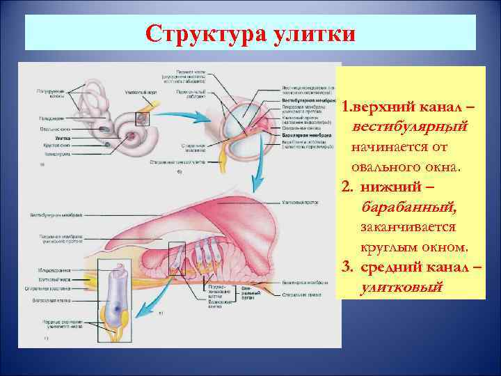 Структура улитки 1. верхний канал – вестибулярный , начинается от овального окна. 2. нижний