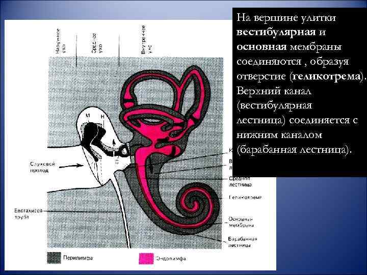 На вершине улитки вестибулярная и основная мембраны соединяются , образуя отверстие (геликотрема). Верхний канал