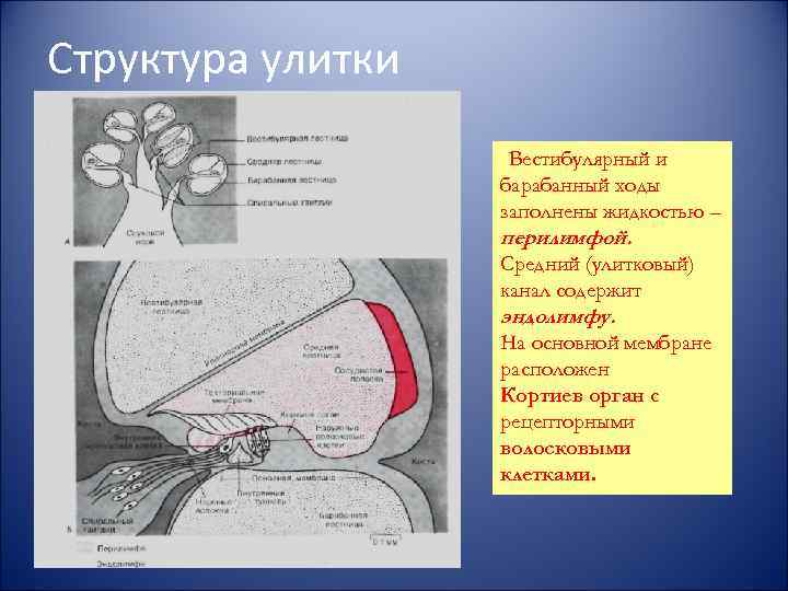 Структура улитки Вестибулярный и барабанный ходы заполнены жидкостью – перилимфой. Средний (улитковый) канал содержит