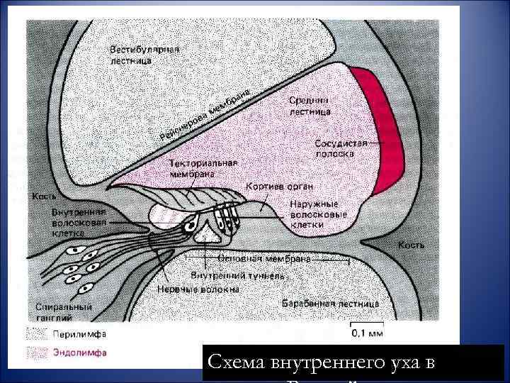 Схема внутреннего уха в 