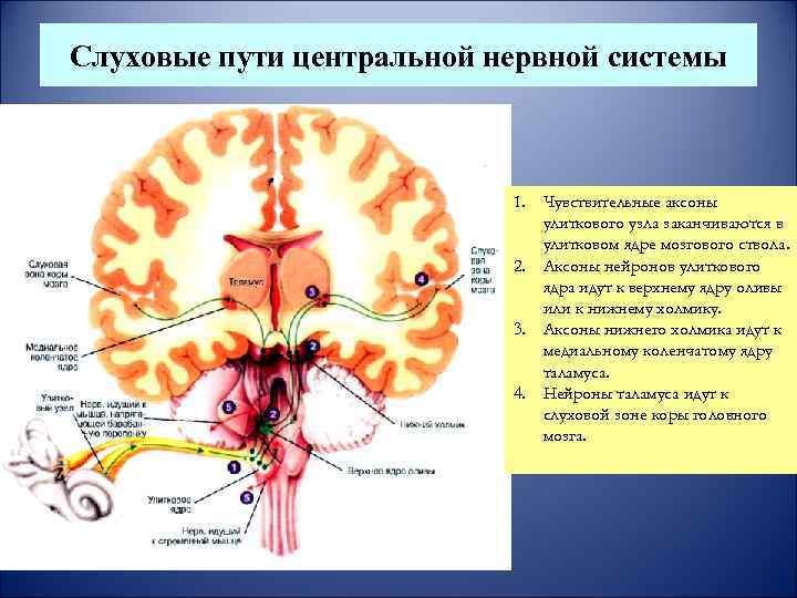Слуховые пути центральной нервной системы 1. Чувствительные аксоны улиткового узла заканчиваются в улитковом ядре