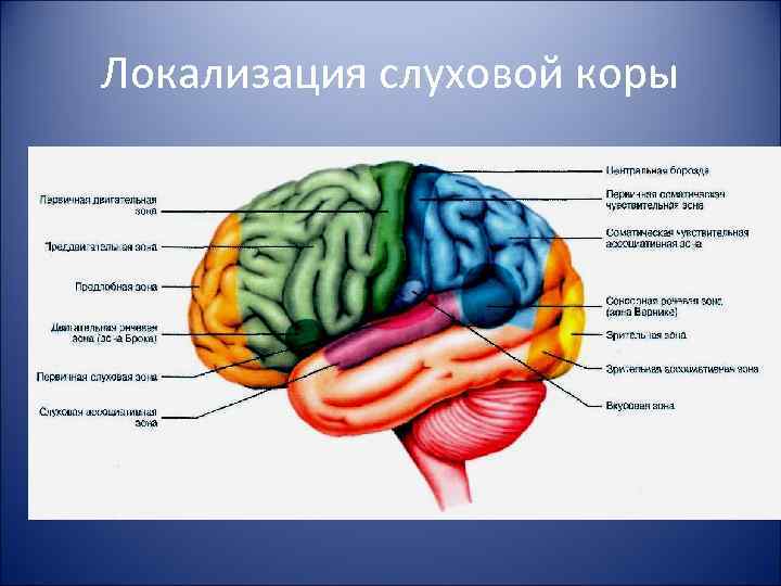 Локализация слуховой коры 