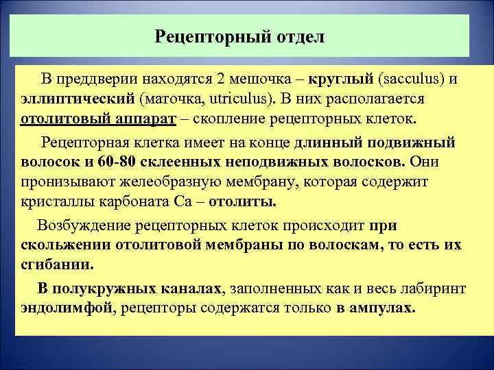 Рецепторный отдел В преддверии находятся 2 мешочка – круглый (sacculus) и эллиптический (маточка, utriculus).