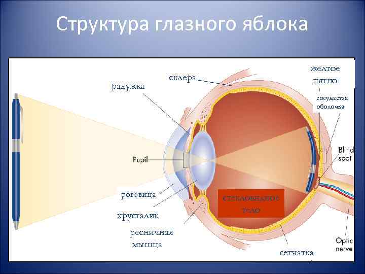 Структура глазного яблока радужка желтое пятно склера сосудистая оболочка роговица хрусталик ресничная мышца стекловидное